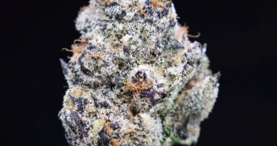 cold snap by la family farms strain review by citylimitreviews