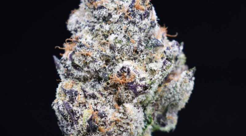 cold snap by la family farms strain review by citylimitreviews