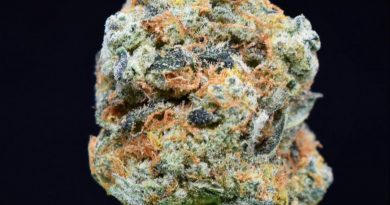 garlic juice by la family farms strain review by citylimitreviews