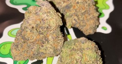 gary payton by the gas lady strain review by sjweedreview