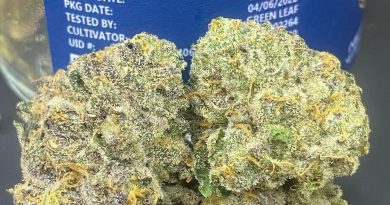 gasanova by cam cultivar review by cali_bud_reviews