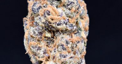 grandpas breath by indoor organic gardens strain review by citylimitreviews