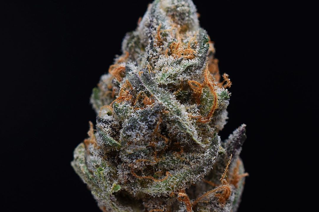 Strain Review: Grape Cake Head #19 By Jungle Boys - The Highest Critic