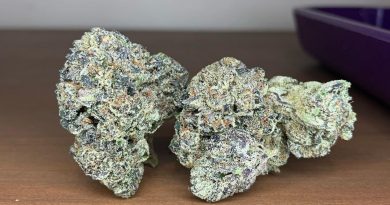 pink certz by eastwood gardens cultivar review by pnw_chronic