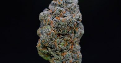 rope 41 by burning rope pharms strain review by citylimitreviews