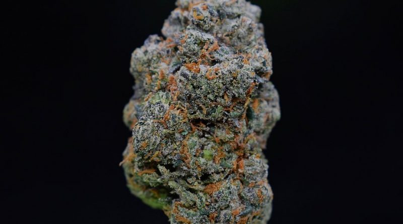 rope 41 by burning rope pharms strain review by citylimitreviews