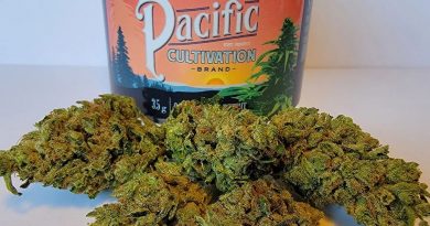 snickerdoodles by pacific cultivation strain review by norcalcannabear