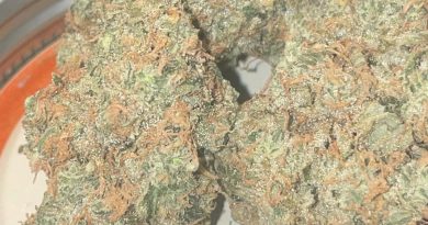 stardawg from jews who infuse strain review by toptierterpsma