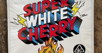 super white cherry by high tolerance strain review by toptierterpsma