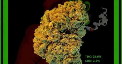 triangle kush by brite labs strain review by norcalcannabear