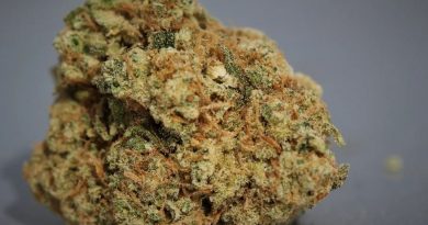 voyager pheno 1 strain review by cannasaurus_rex_reviews