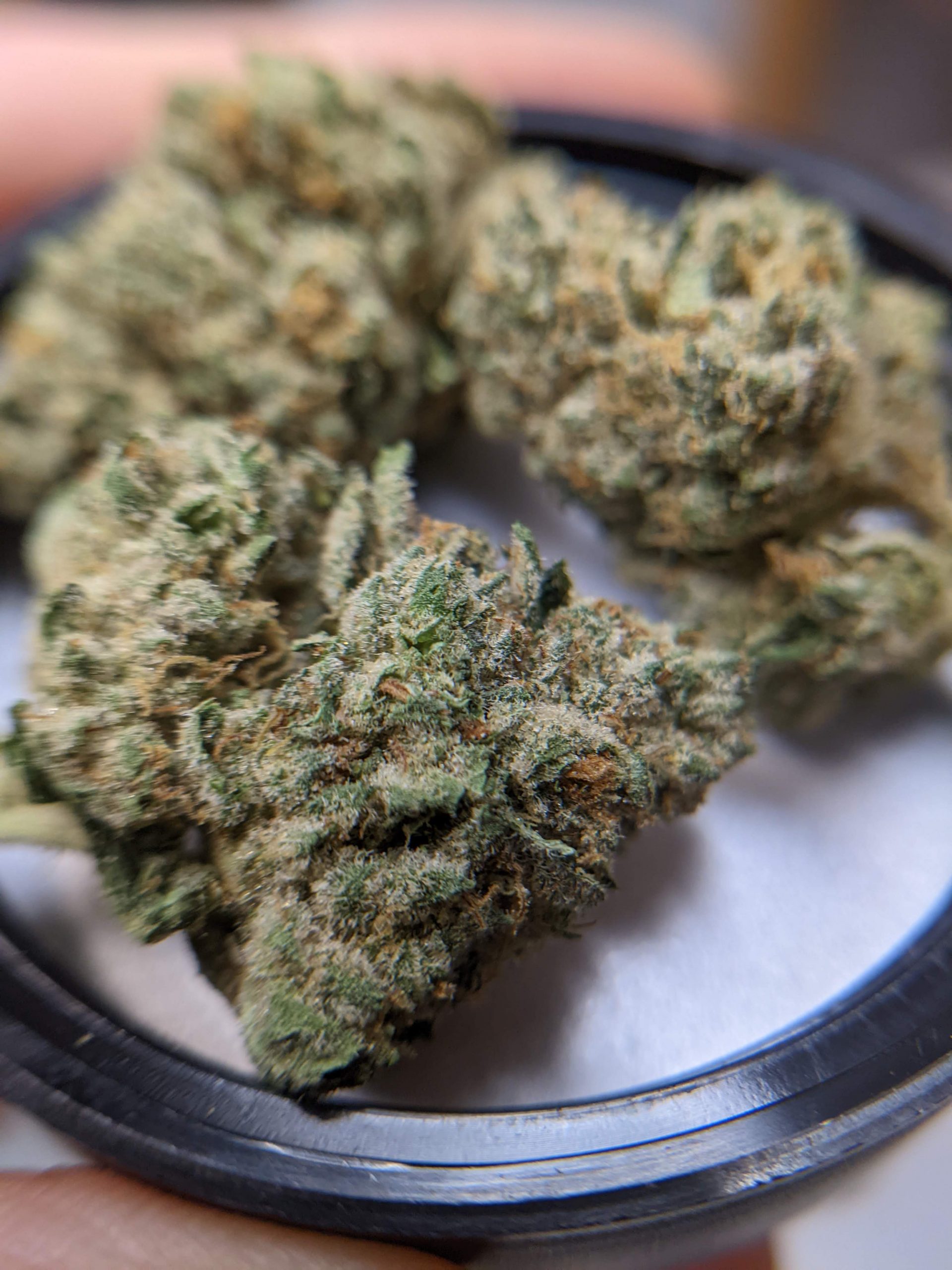 Khalifa Kush Strain Allbud - 09xtjiv