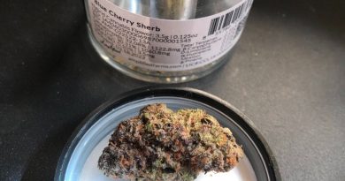 blue cherry sherb by amplified farms cultivar review by caleb chen