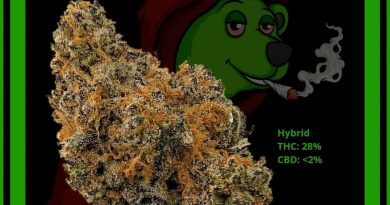 dayday by cookies enterprises cultivar review by norcalcannabear