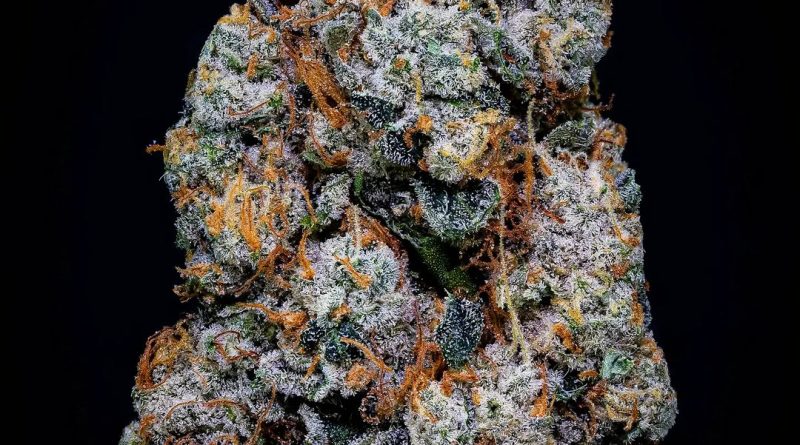 fart gas by gmt genetics strain review by thebudstudio