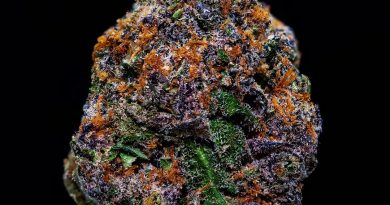 fruitridge by doja exclusive strain review by thebudstudio 2