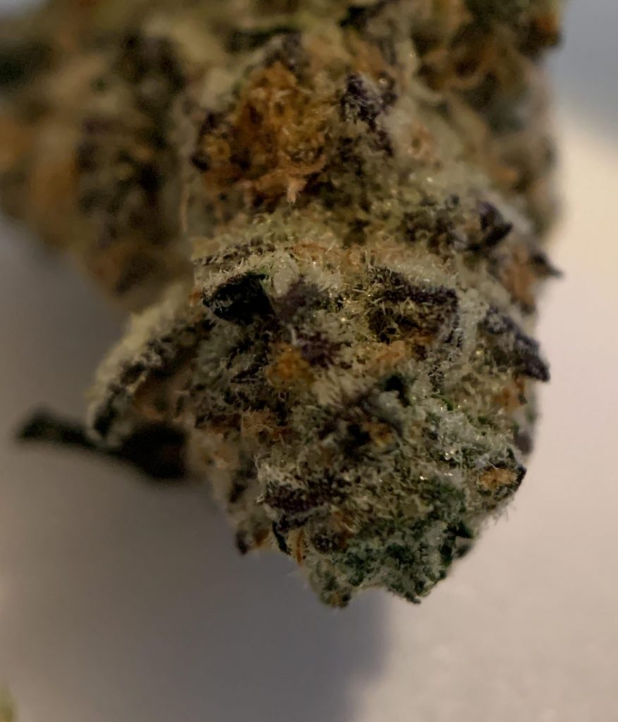 Strain Review: Garlic Breath 2.0 by Buckeye Relief - The Highest Critic