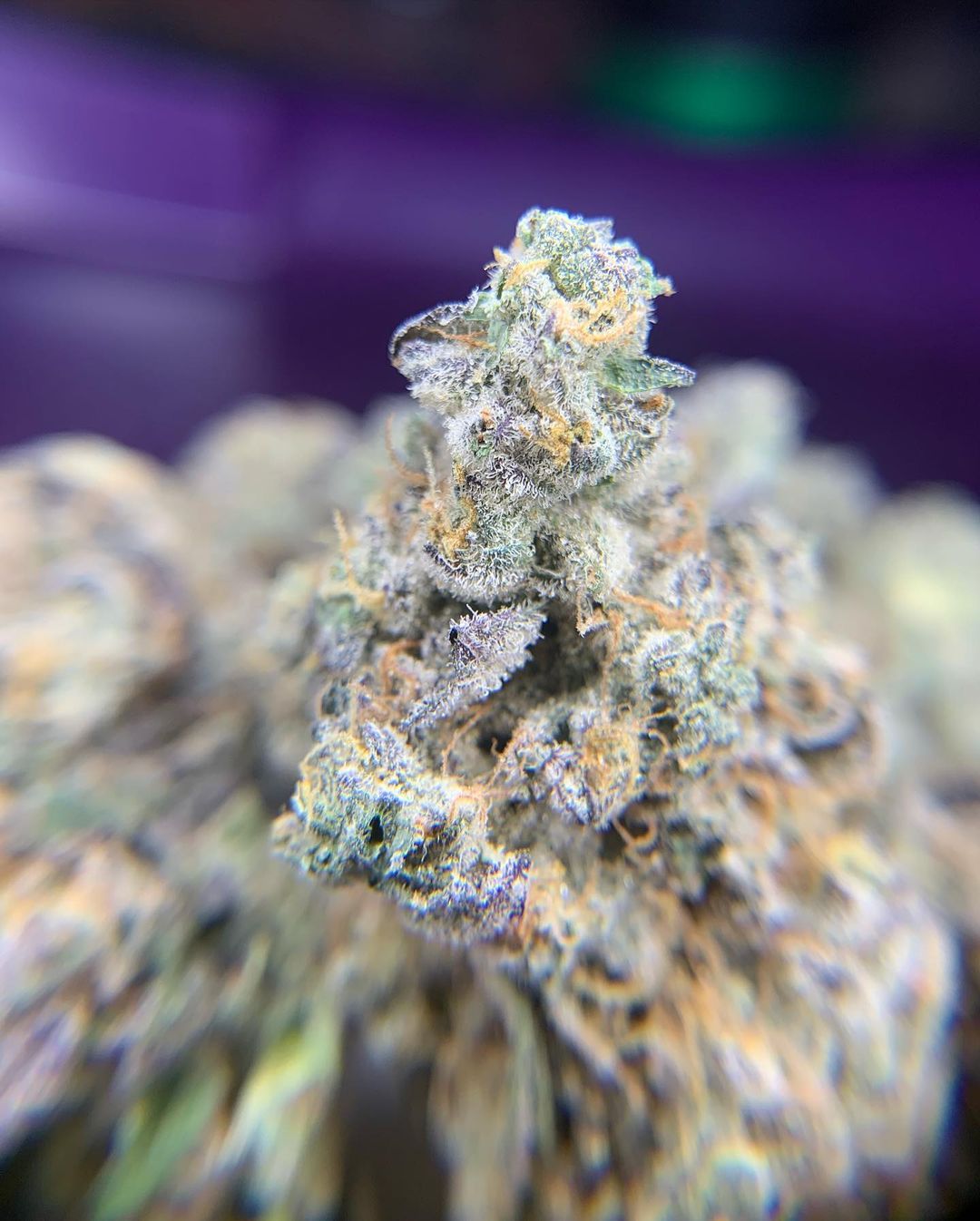 Strain Review Mitten Cake Batter by Louis Vuchron The Highest Critic