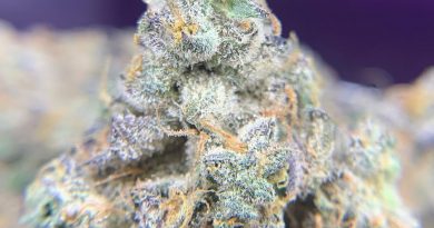 mitten cake batter by louis vuchron strain review by pnw_chronic
