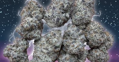 the future by north country pharms cultivar review by caleb chen picture by ncp