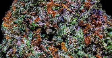 alien cookies by jaws genetics strain review by thebudstudio