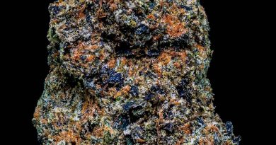 biscotti by rain treez strain review by thebudstudio 2