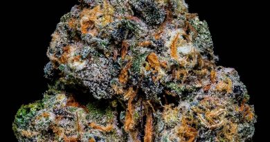 britscotti by dank of england strain review by thebudstudio 2