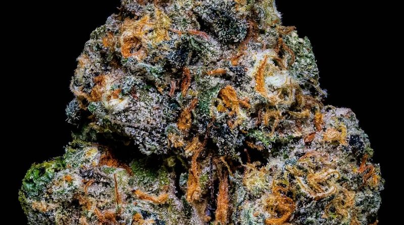 britscotti by dank of england strain review by thebudstudio 2