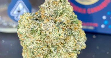 gelato 41 by fig farms strain review by cali_bud_reviews