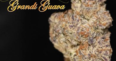 grandi guava by blaze mota strain review by stoneybearreviews