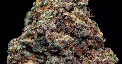 mac stomper by top shelf genetics uk strain review by thebudstudio