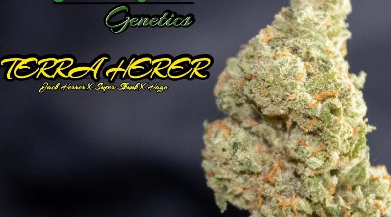 terra herer by terraform genetics strain review by stoneybearreviews