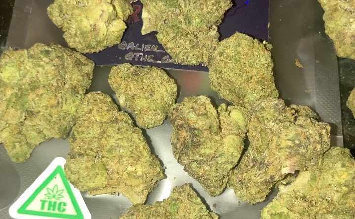 banana candy kush by the grapeman strain review by sjweedreview