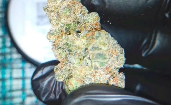 chillato by green dragon california strain review by stoneybearreviews