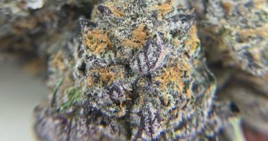 funnel cake by eastwood garrdens cannabis cultivar review by pnw_chronic