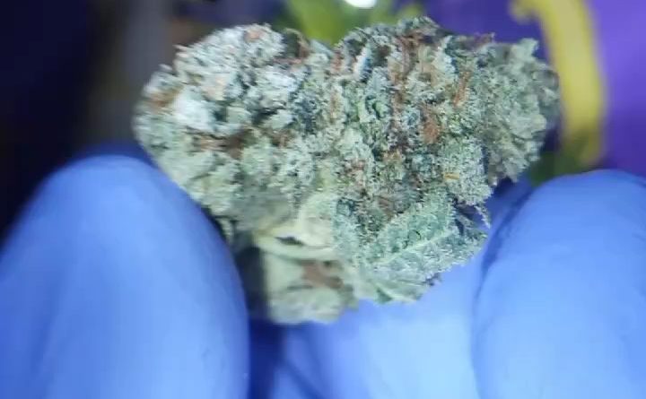 galactic glue by sugarbudz strain review by stoneybearreviews