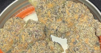 gary payton from terpz n hunnitz cultivar review by toptierterpsma 2