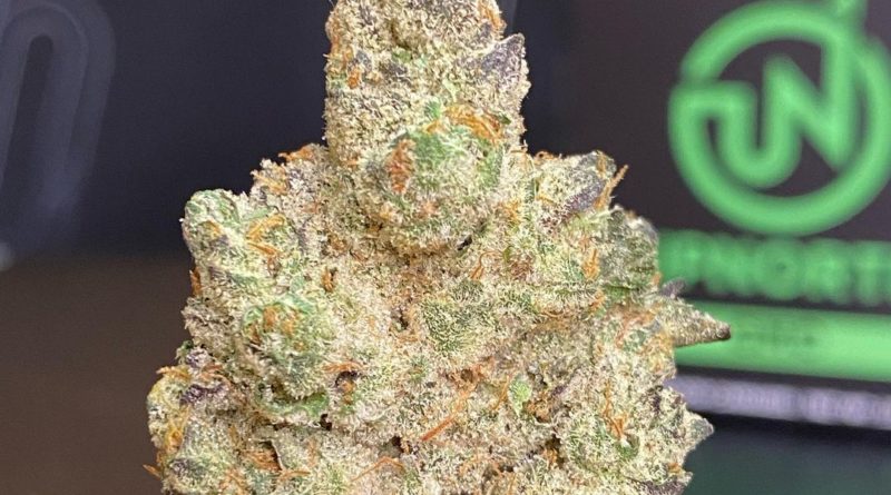 gmo by upnorth cultivar review by cali_bud_reviews
