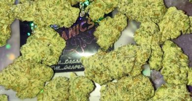 grape god by the grapeman strain review by sjweedreview