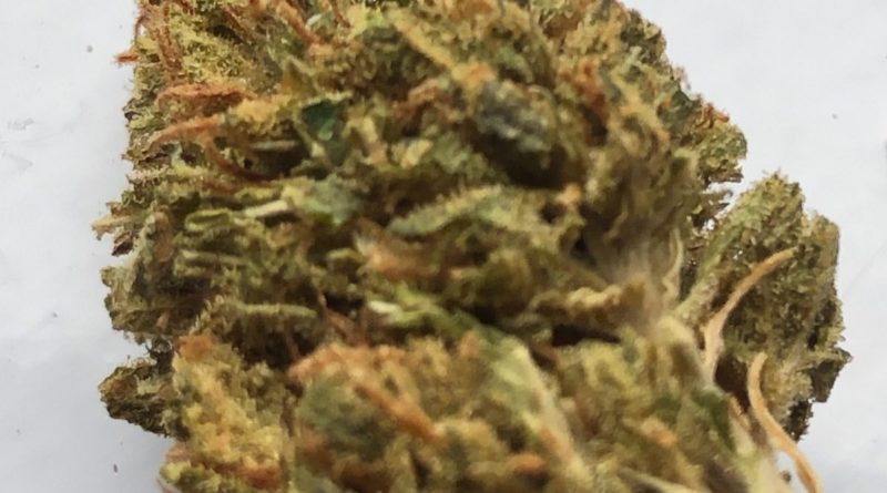 immortal by dreamland organics cultivar review by caleb chen 2