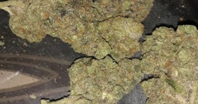 jealousy by the gas lady cultivar review by sjweedreview