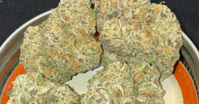 kush mints by frew tree strain review by toptierterpsmakush mints by frew tree strain review by toptierterpsma