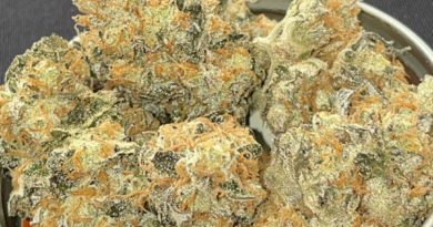 onions by dr dankest strain review by toptierterpsma