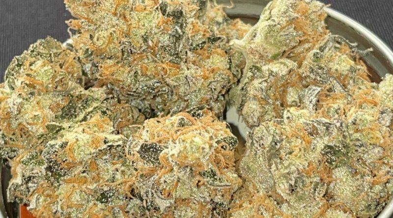 onions by dr dankest strain review by toptierterpsma