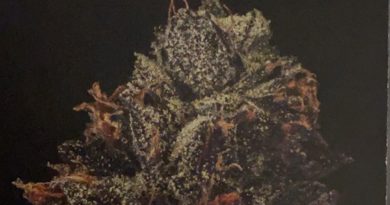 peach creme gelato by maven genetics cultivar review by humbles_review
