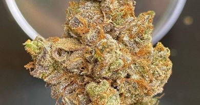 tangie by team elite genetics strain review by cali_bud_reviews