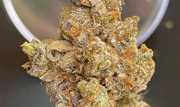 tangie by team elite genetics strain review by cali_bud_reviews
