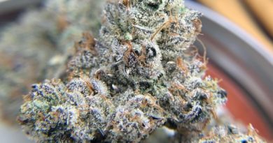 terdz by his and her grow cultivar review by pnwchronic