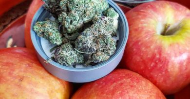 apple fritter by ozone strain review by theweedadvocate