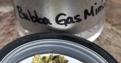 bubba gas mints by amplified farms strain review by caleb chen 2